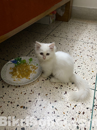 Traditional persian cat female baby